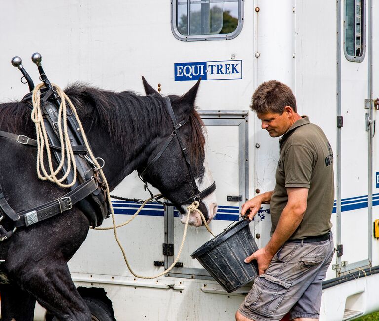 Man feeds horse