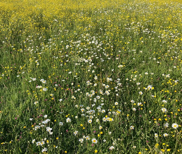 Meadow