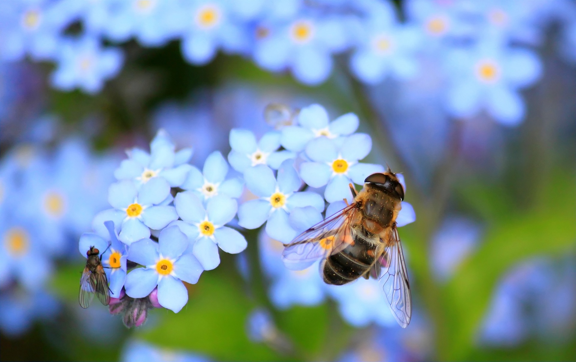 A dronefly on forget-me-not flowers