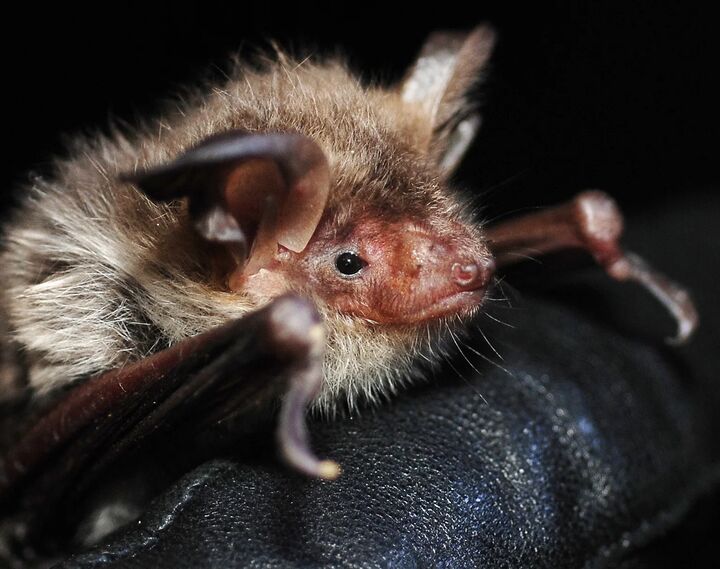 a picture of a bat