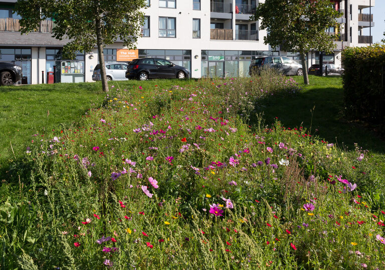Flowered area by flats