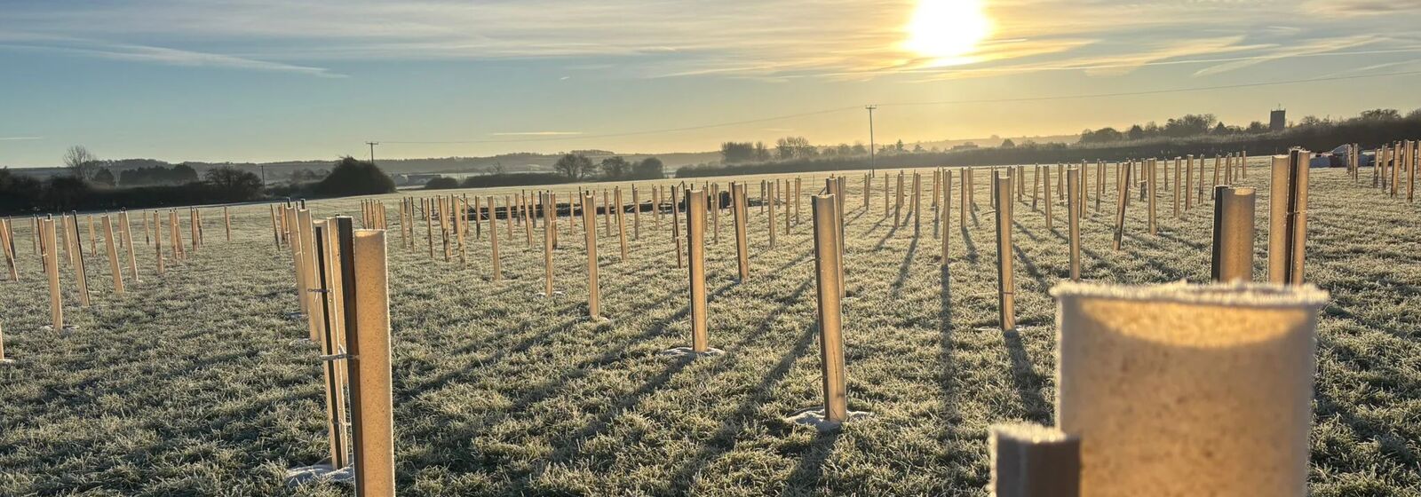 planting in Pucklechurch Wood
