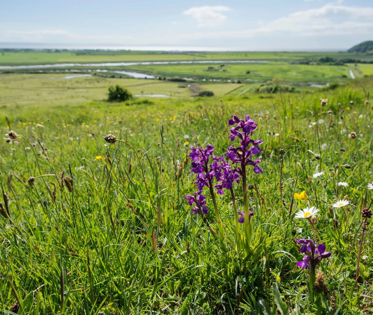Walborough Green-winged orchid in a field