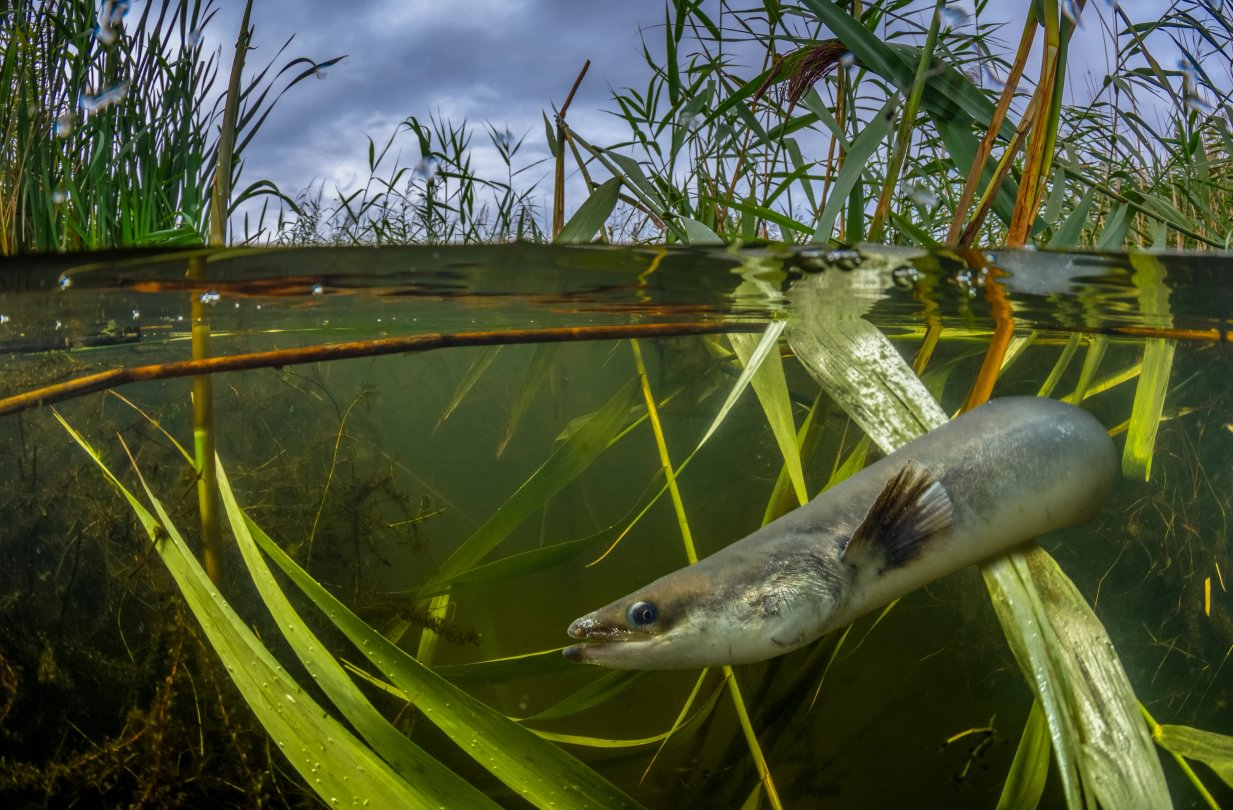 Split-level shot of a European eel (Anguilla anguilla) in freshwater habitat in wetlands along the severn estuary, 