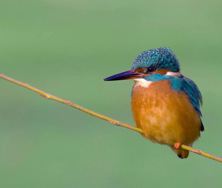 Kingfisher on a green background