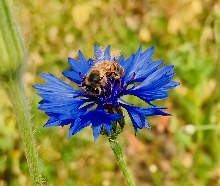 bee on plants