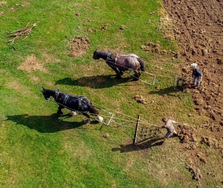 Horses on a field from above