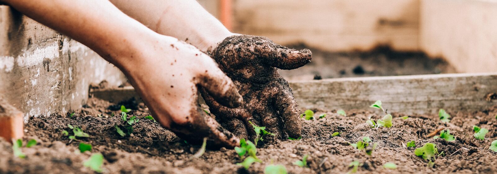 planting a sapling