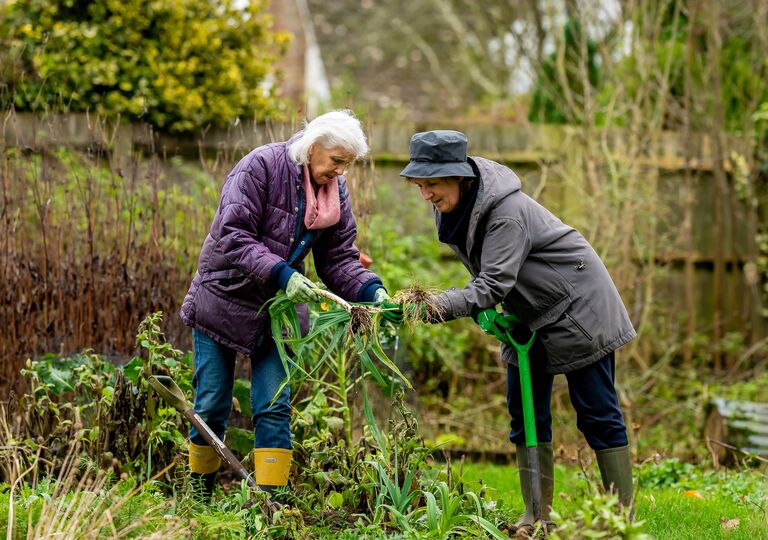 two ladies harvesting some leeks