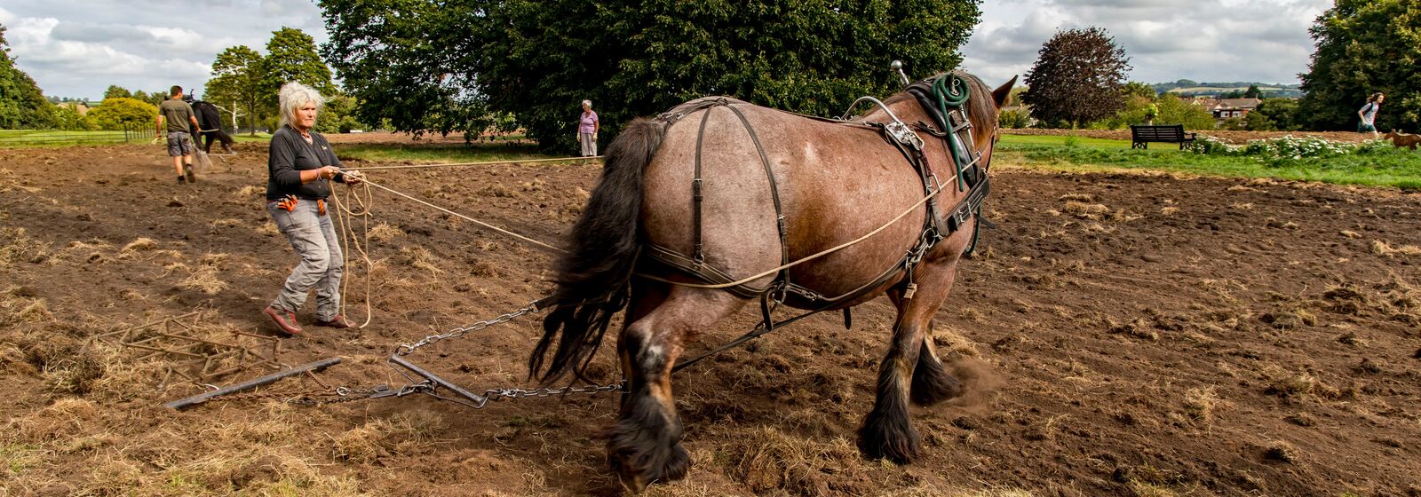 Horse being pulled on