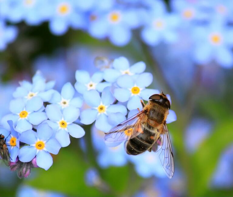 Dronefly on forget-me-nots