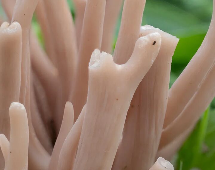 photo of a fungus