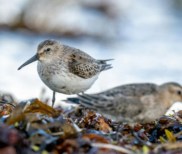 Sea birds