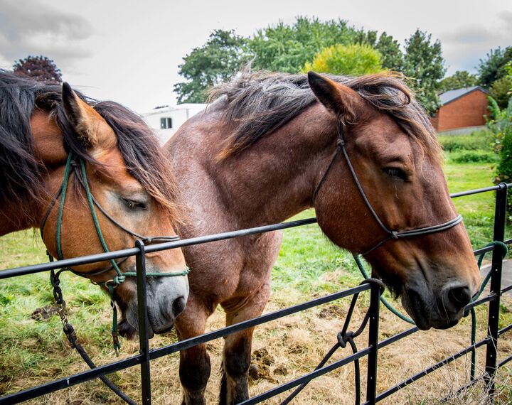 Horses