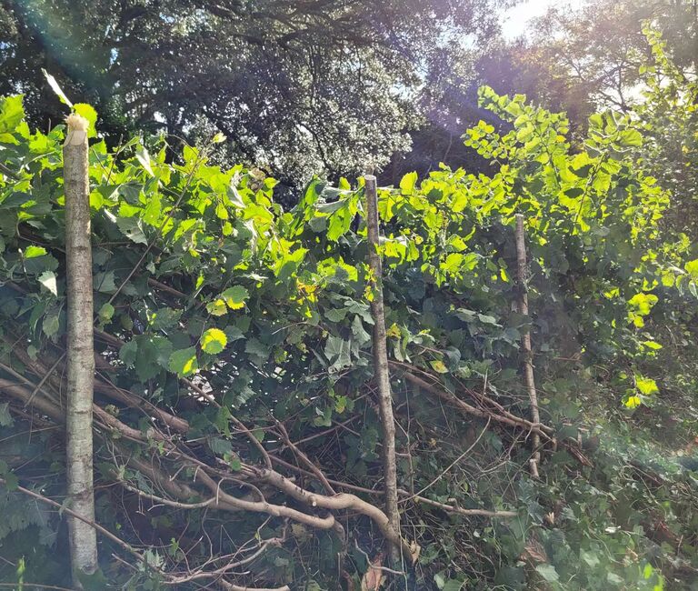 Hedge