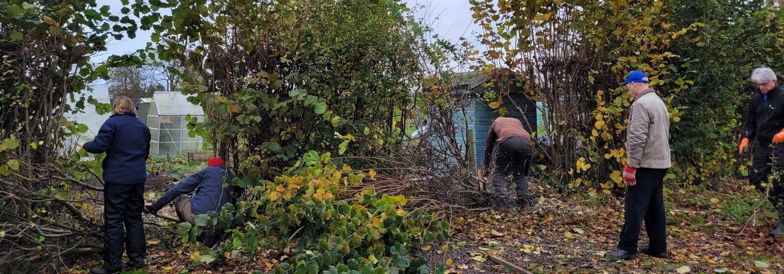 People working on a hedge