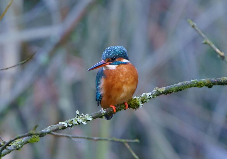 Kingfisher bird on a branch