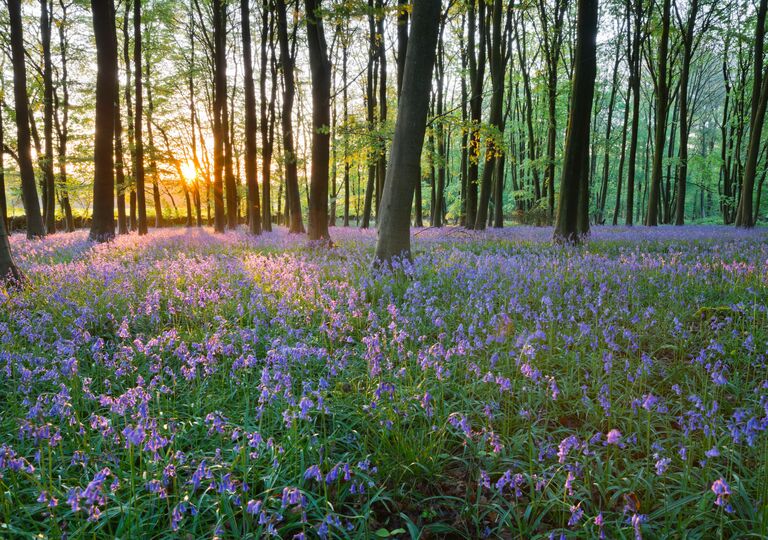sun setting over bluebell woods