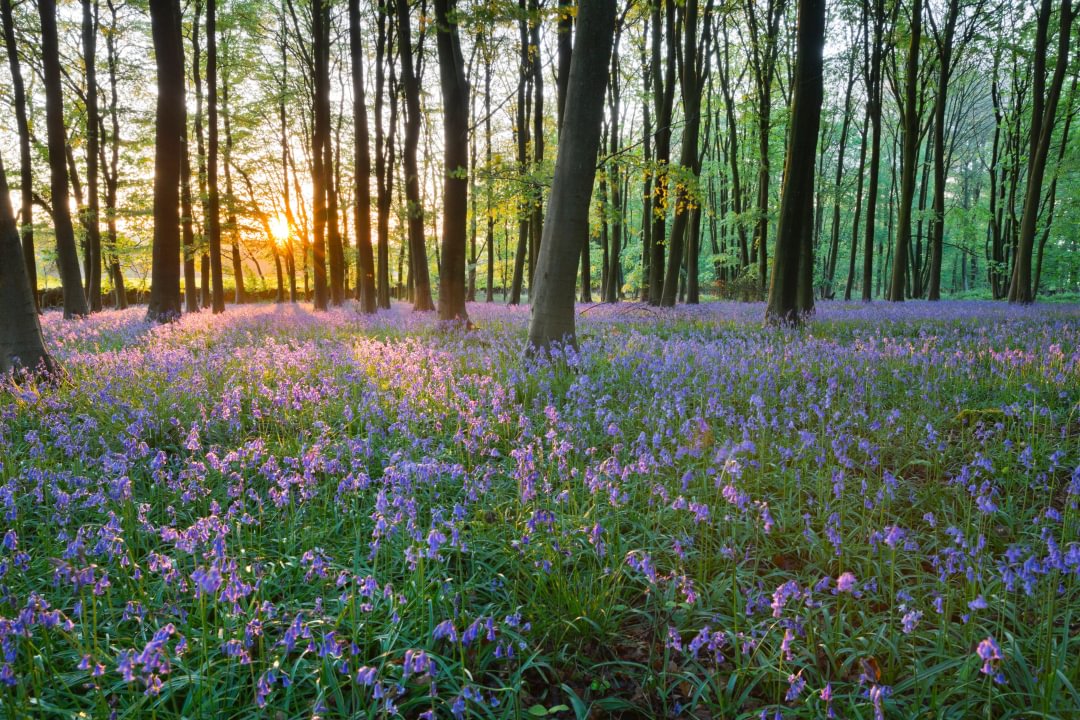 Bluebell woodland at sunrise