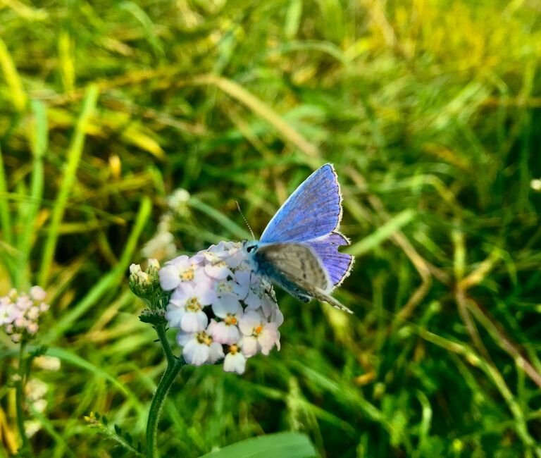 Butterfly
