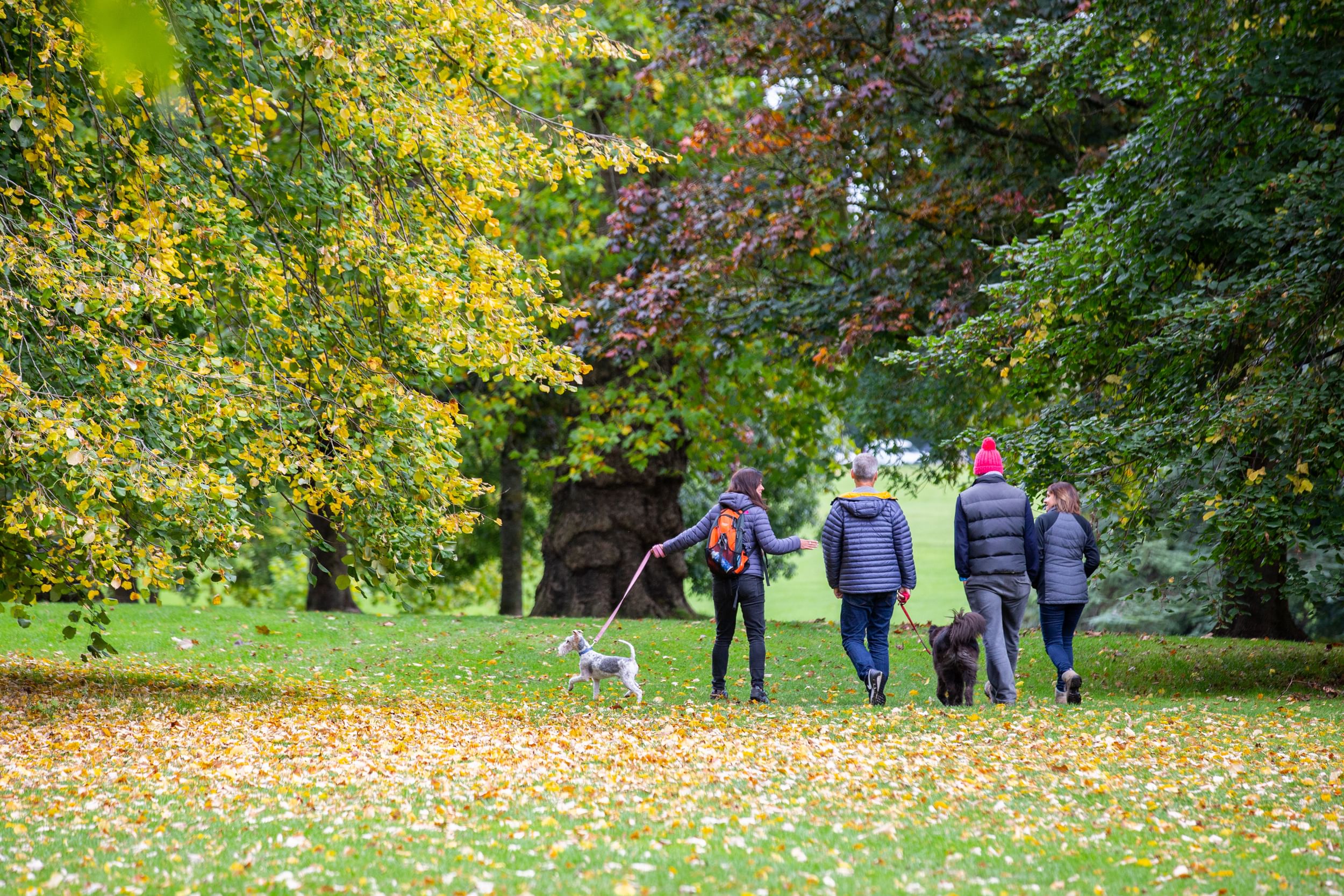 Group of people walking their dog in the park