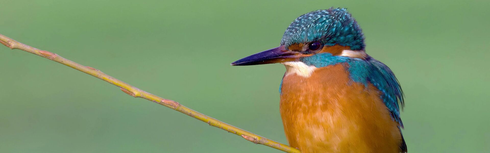 Kingfisher against a blurred background