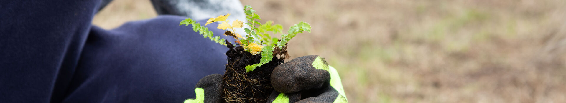 Hands planting a sapling