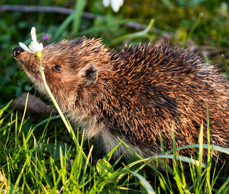 hedgehog amongst the grass