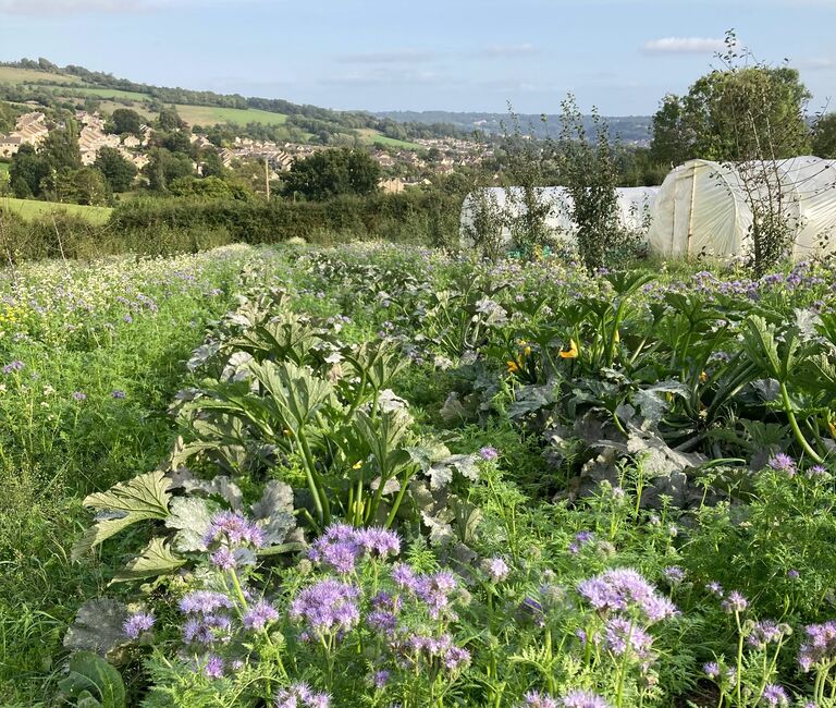 Field and greenhouse