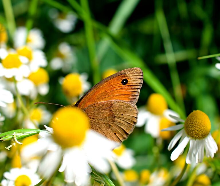 Butterfly on plant