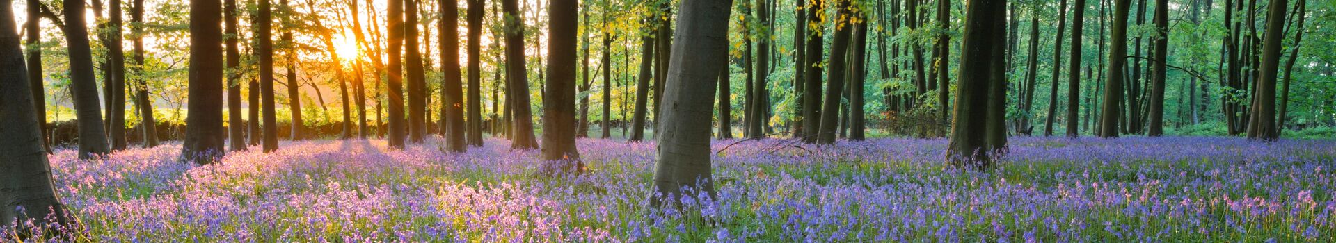 bluebell wood with sunlight coming through the trees