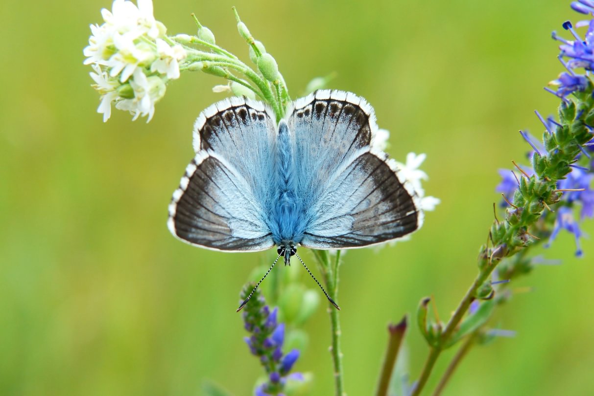 Butterfly on grass