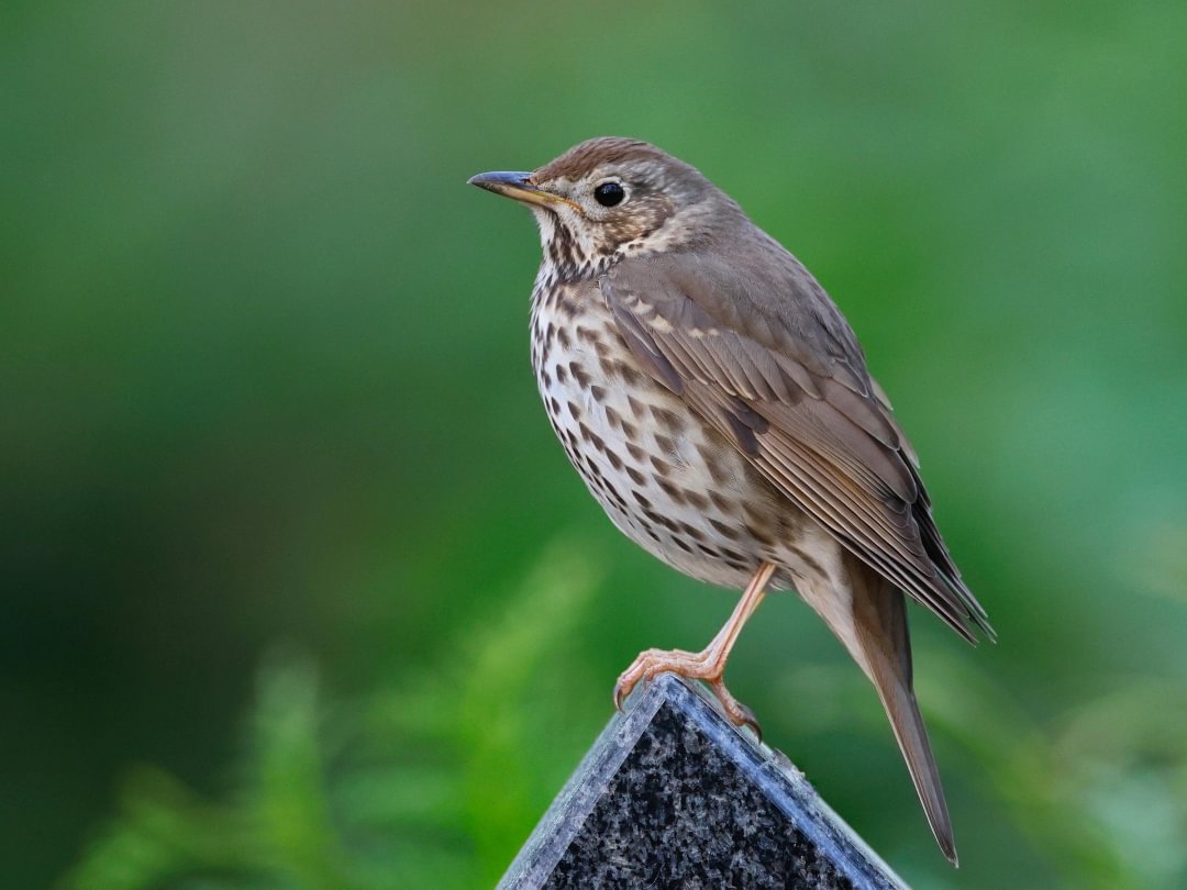 Songthrush bird against a blurry background