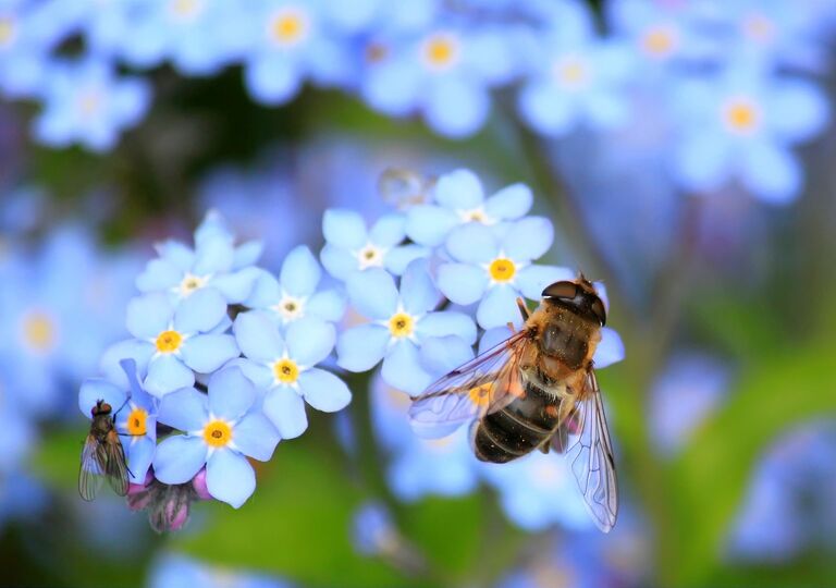 Dronefly on forget-me-not flowers