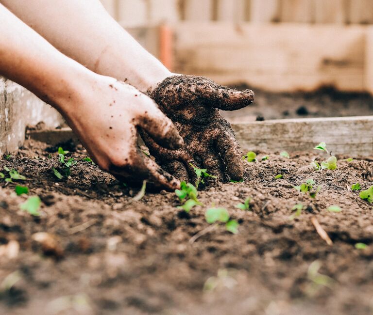 hands planting flowers
