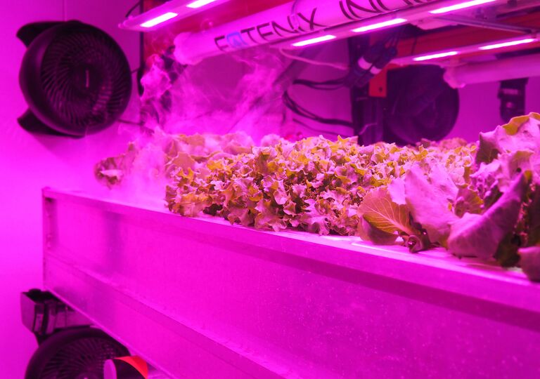 lettuce growing in a growing chamber with pink lighting