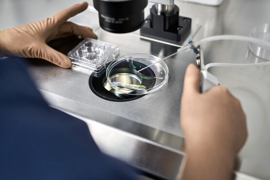 Specialist in brown latex gloves does control check of the in vitro fertilization process inside Petri Dish with a help of the microscope in the IVF lab.