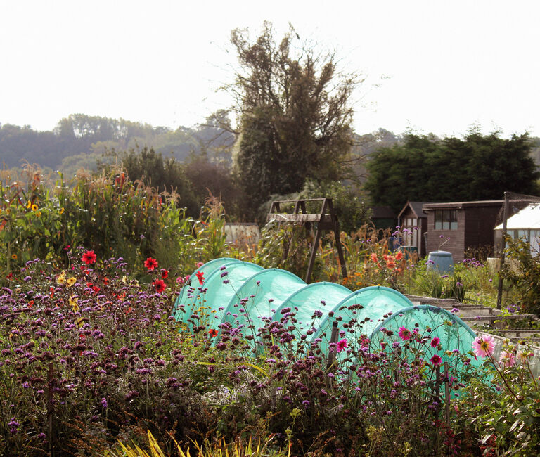 Greenhouse in amongst flowers