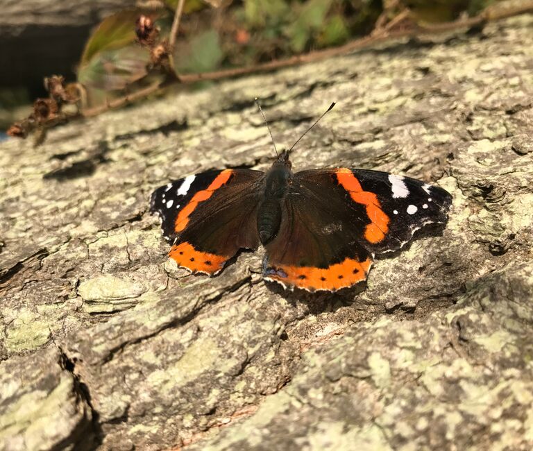 Butterfly on log